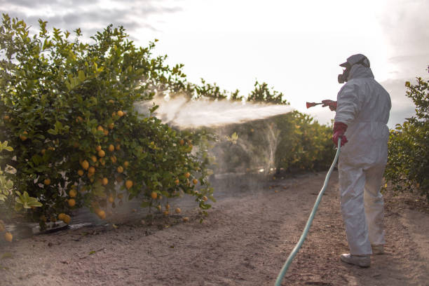 Flea Control Services in Cutler Bay, FL